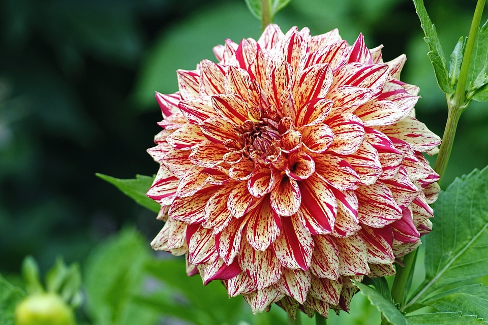 Beautiful Photo flower flower garden