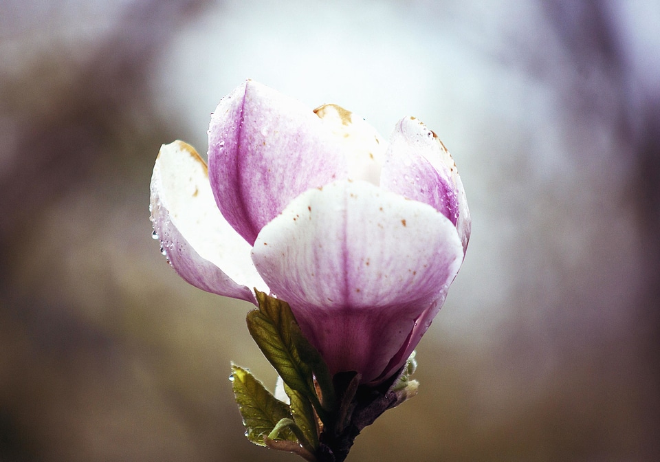 Bloom flower garden