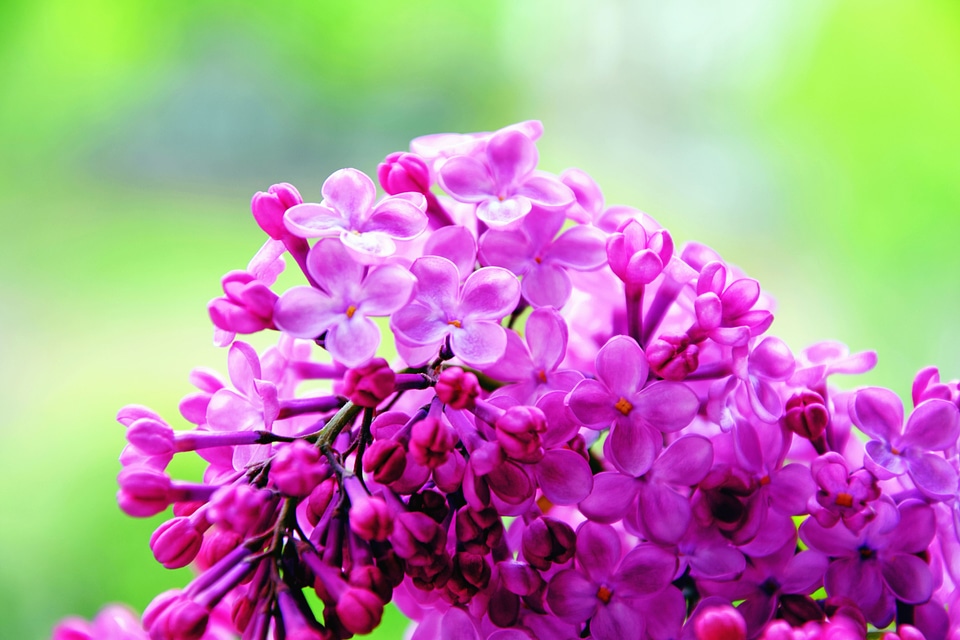 Flower flowering garden