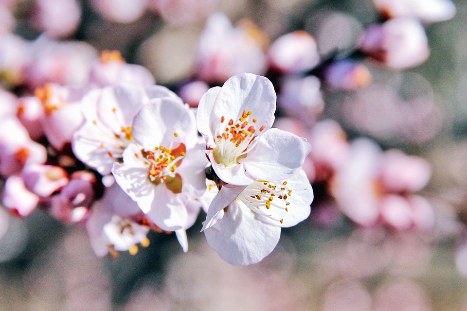 Cherry feather flower