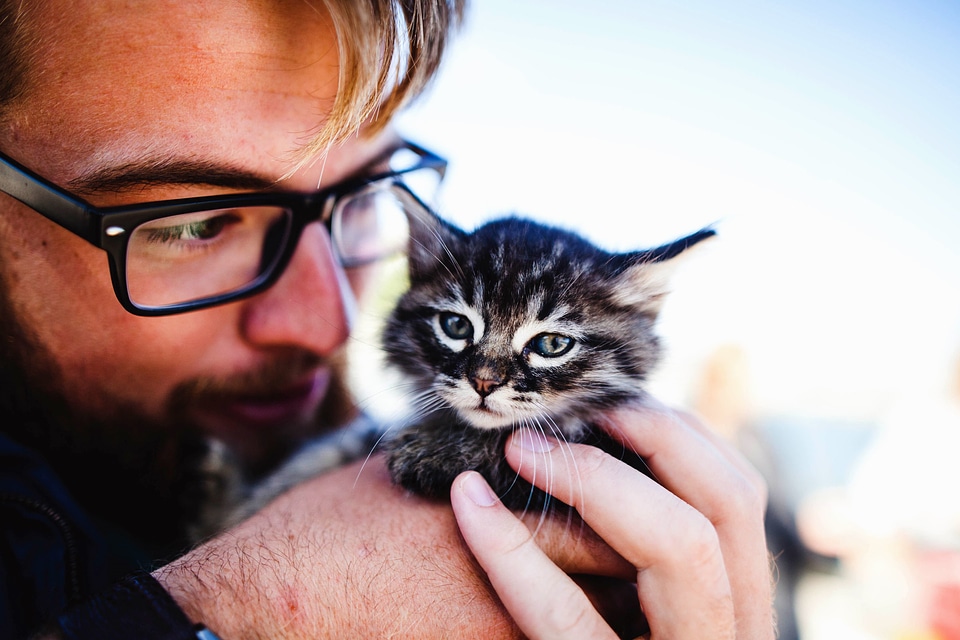 Cat domestic cat eyeglasses