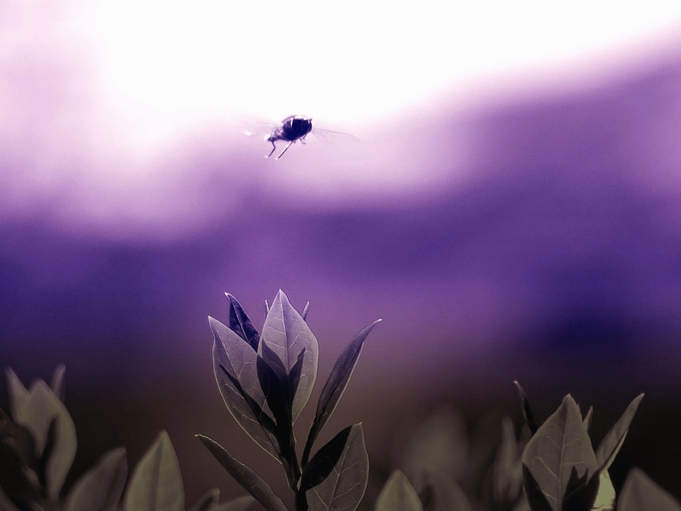 Flight garden insect