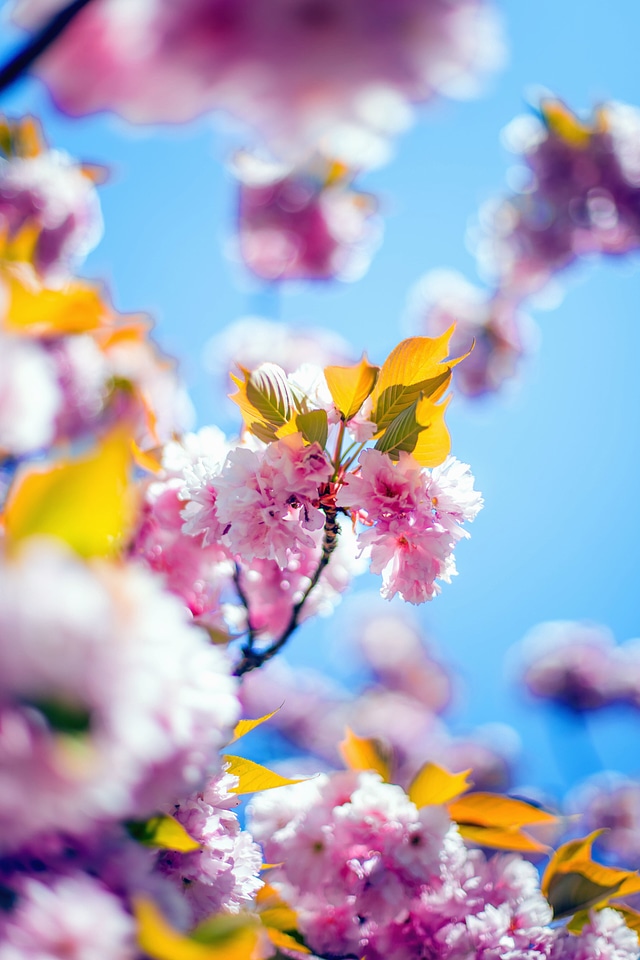 Branches feather flower