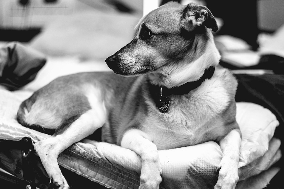Animal black and white canine