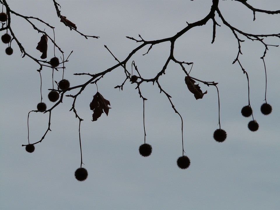 Fruits branch branches
