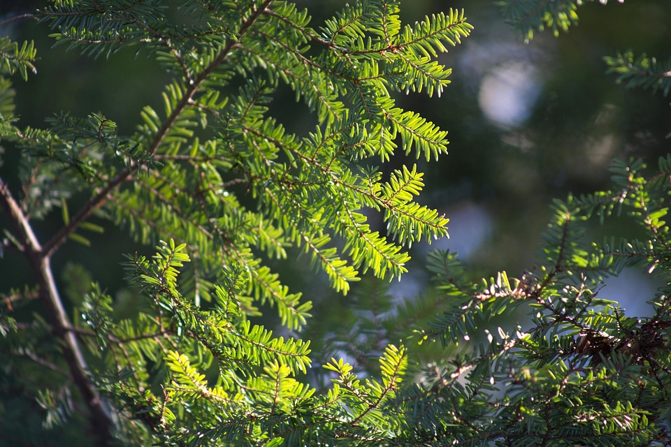 Branch branches conifer