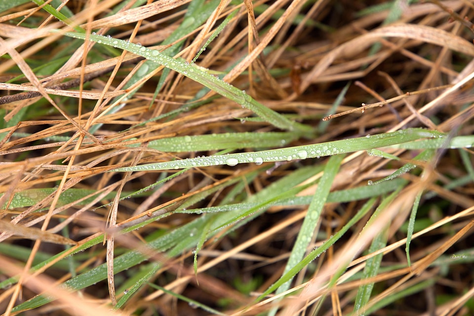 Dew grass plants green grass