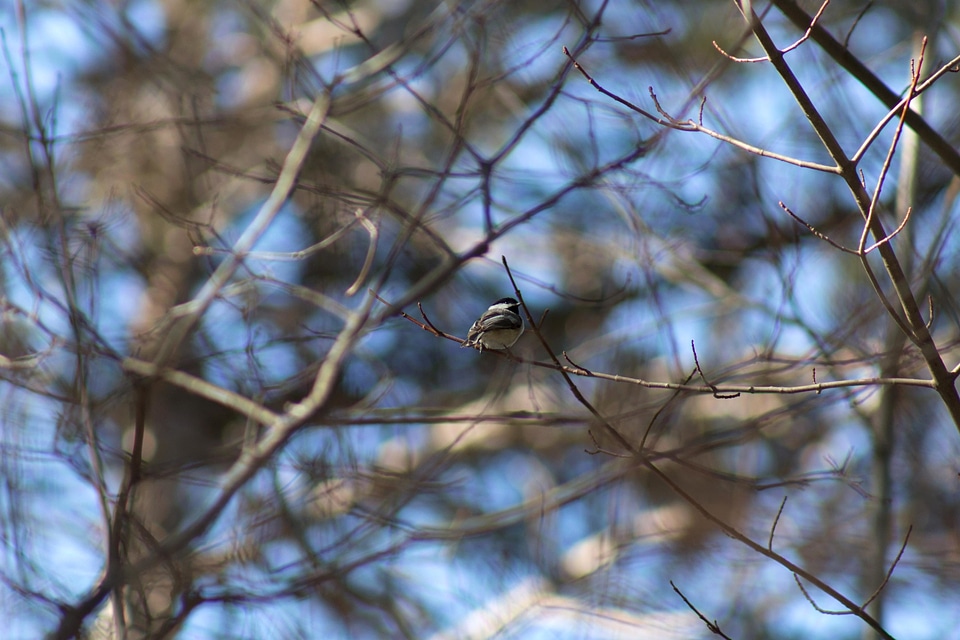 Animal bird branch