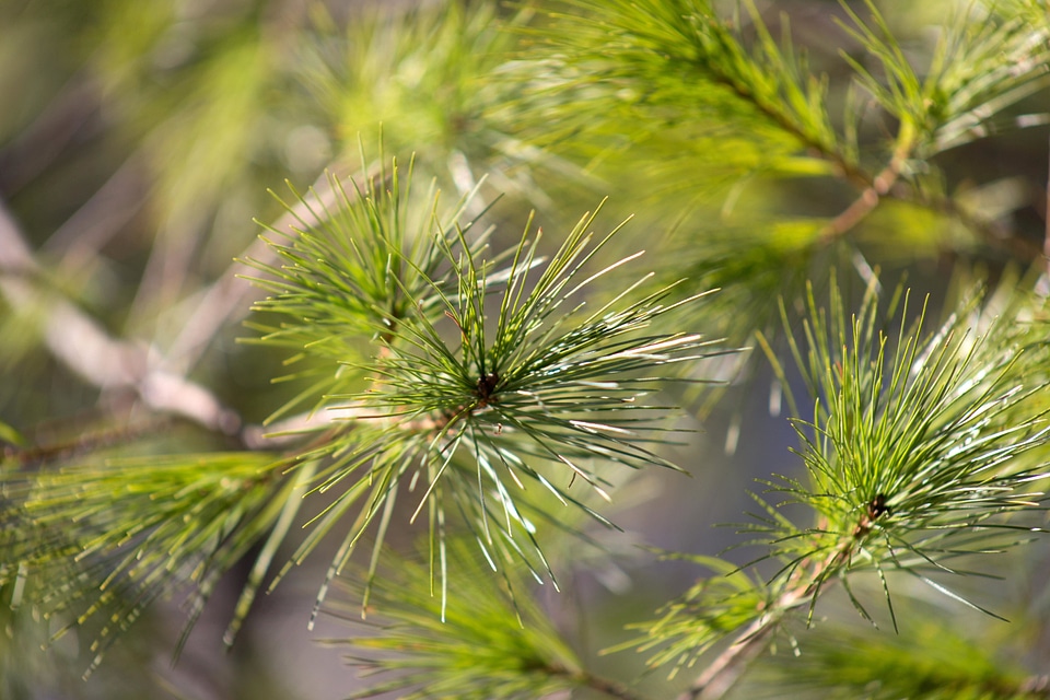 Branch conifer flora