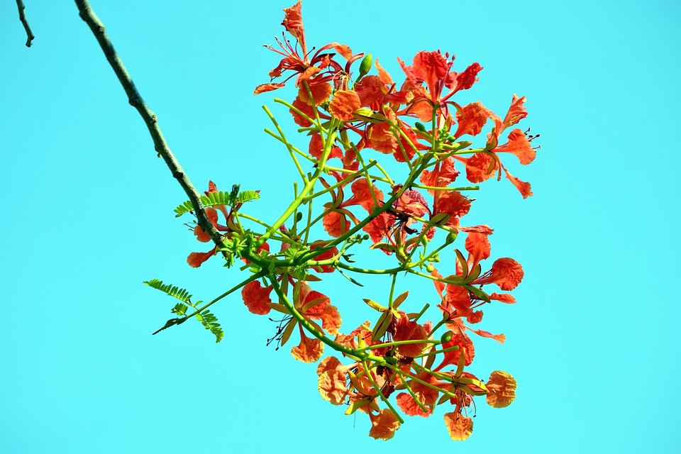 Blue Sky branch flower