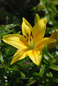 Yellow summer bloom