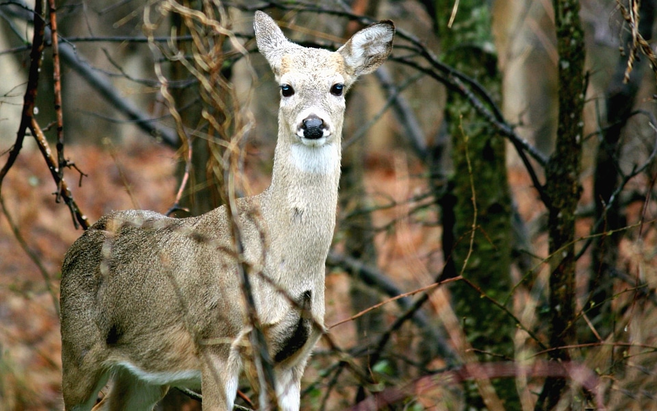 Animals Capreolus capreolus deer