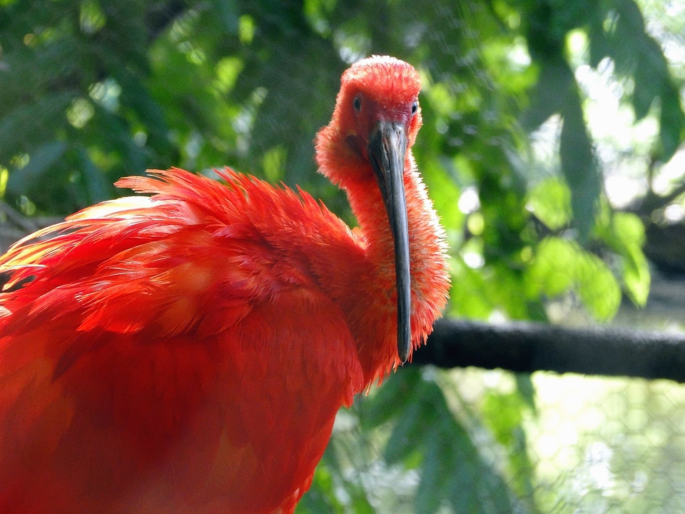Beak bird branches