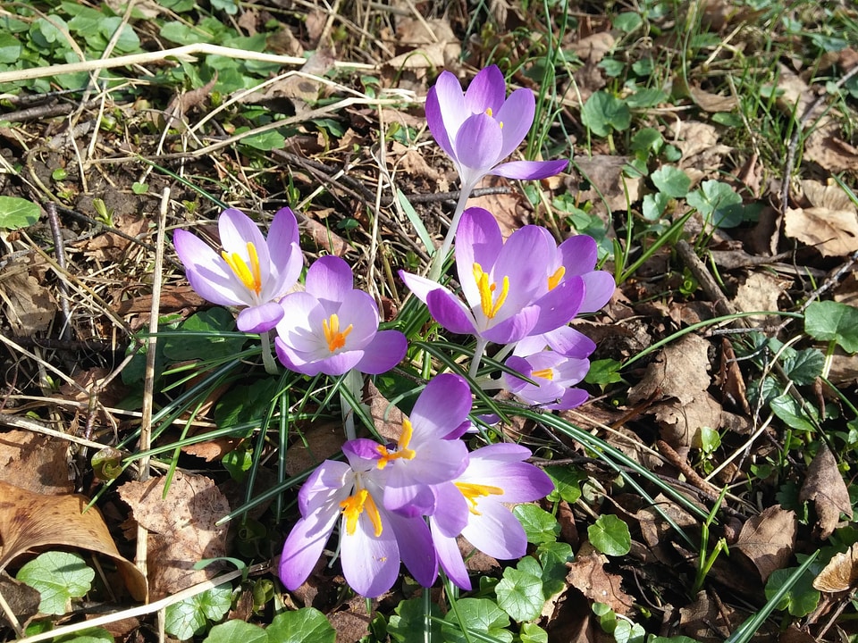 Floor flower flowering
