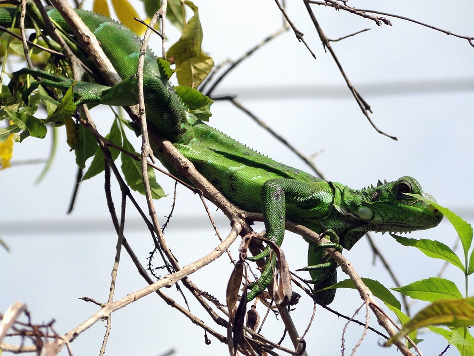 Animal camouflage iguana