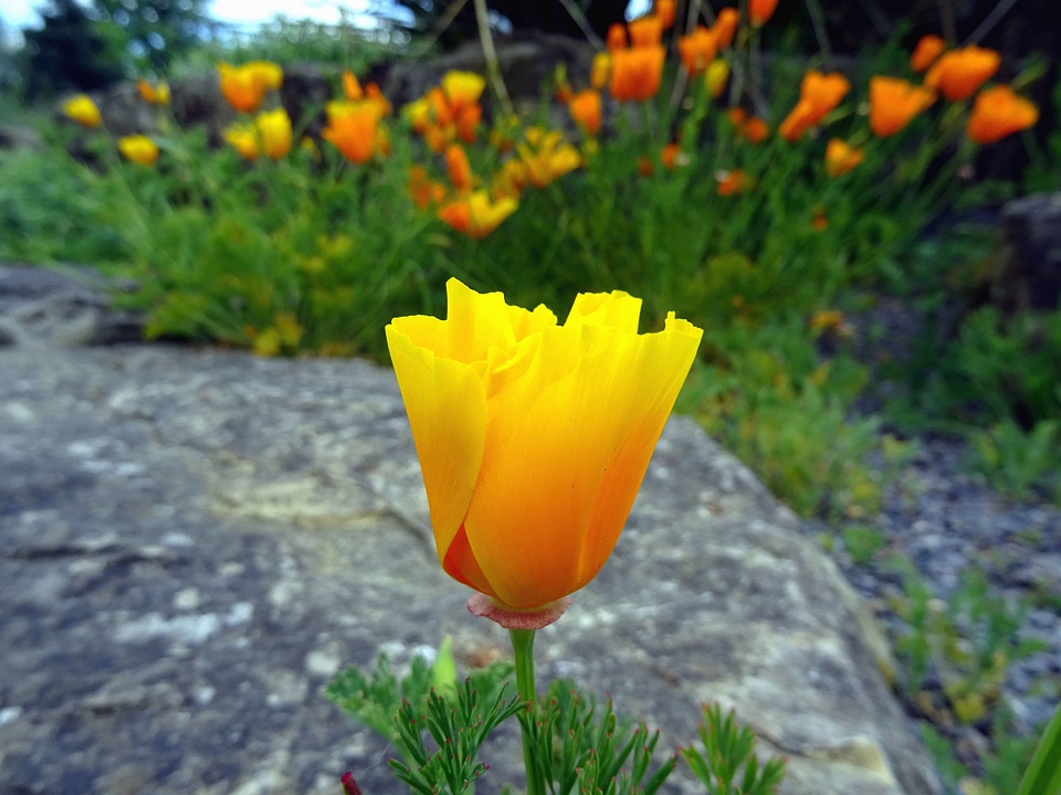 Flower flower garden flowering