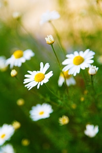 Chamomile daisy field photo