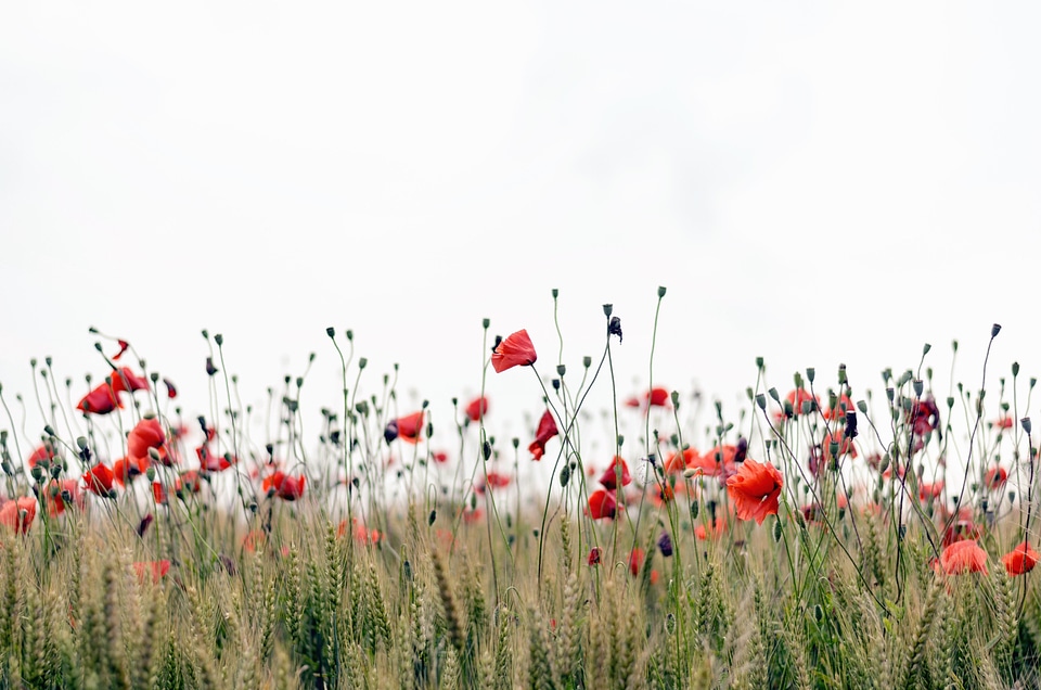 Field flower grass plants