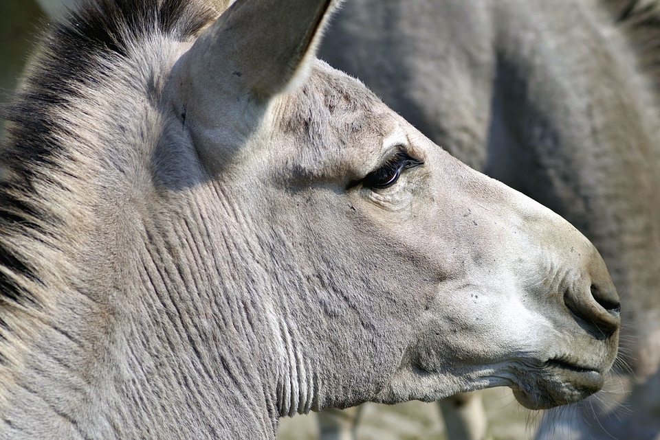 Animal beautiful photo donkey