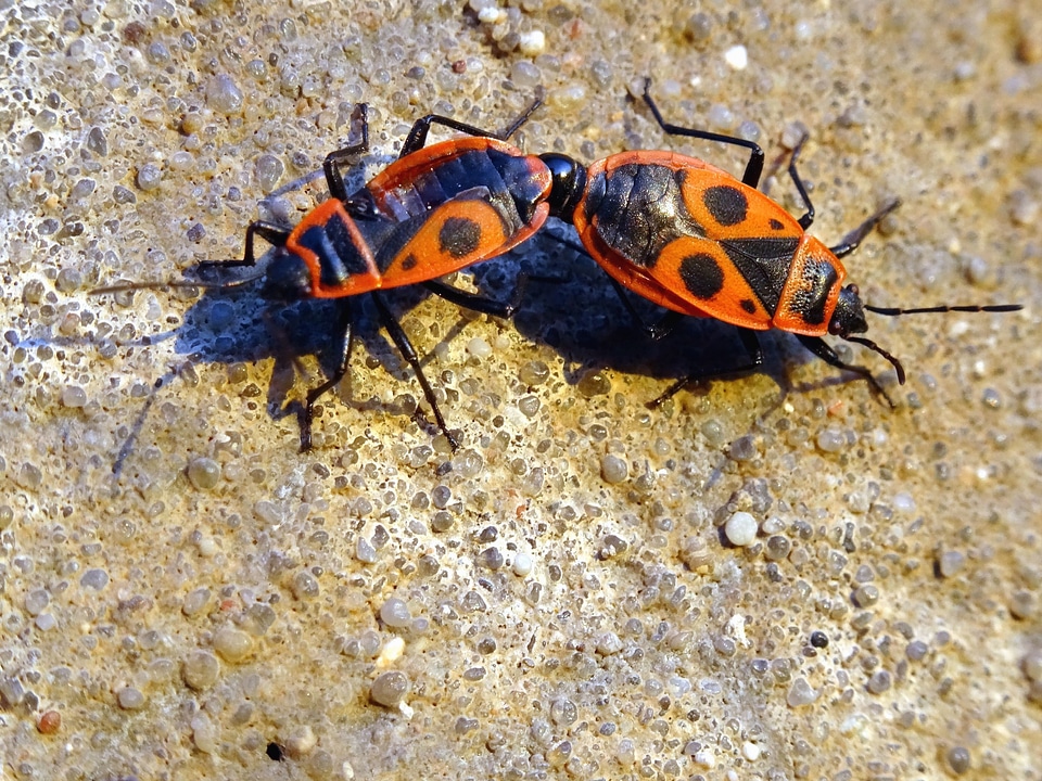 Animals beetle ground