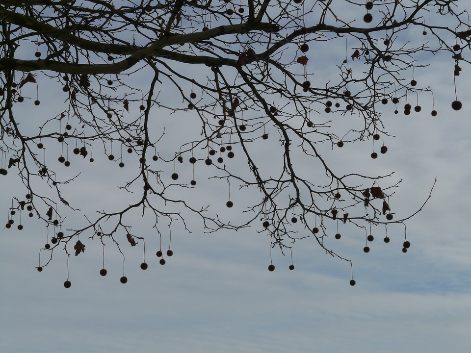 Fruits branch branches