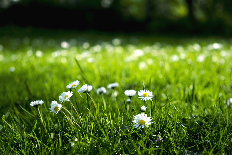 Beautiful Photo field grass plants