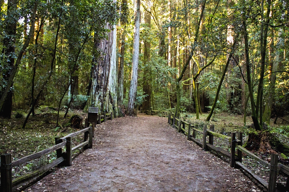 Fence forest forest road