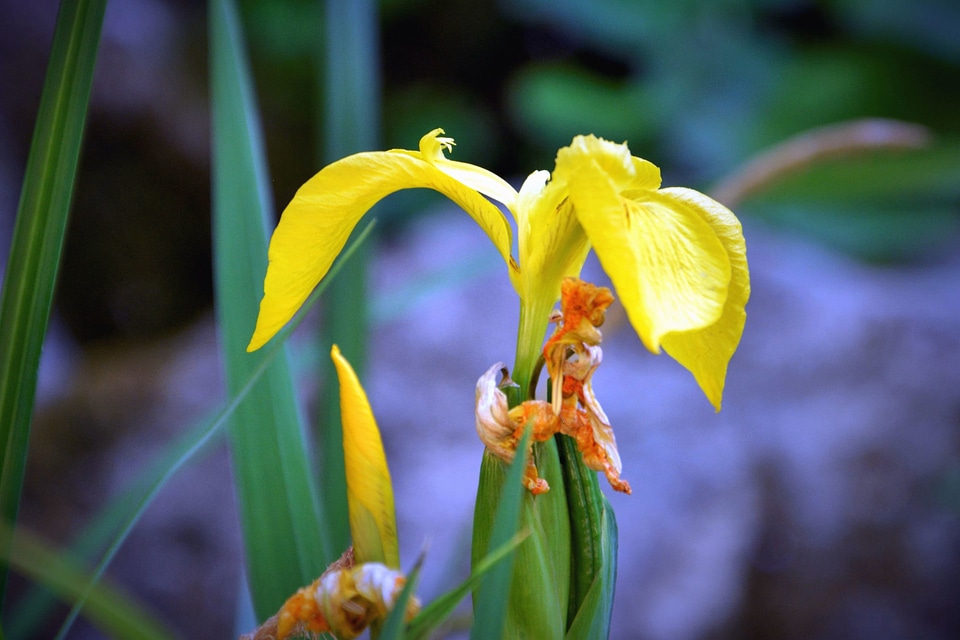 Flower garden nature