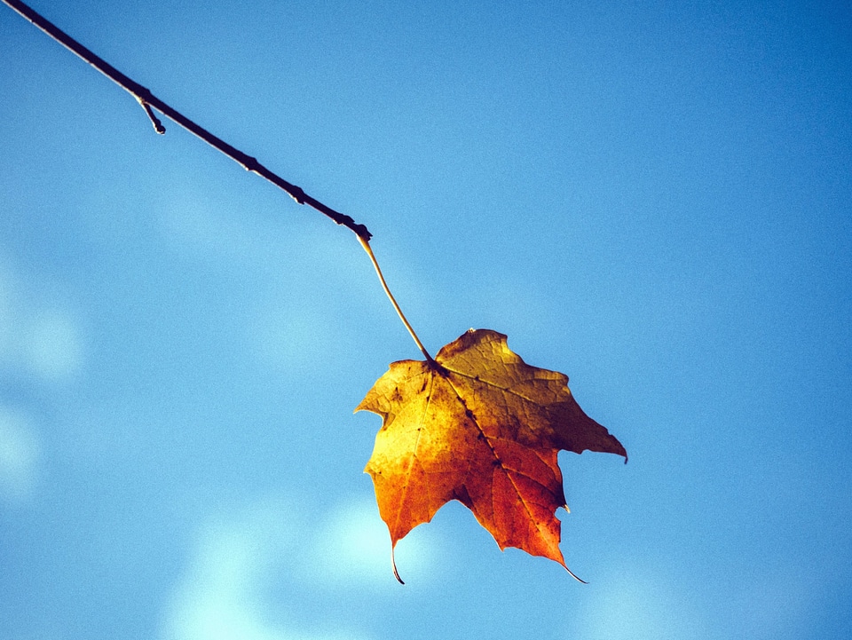 Autumn beautiful photo blue sky