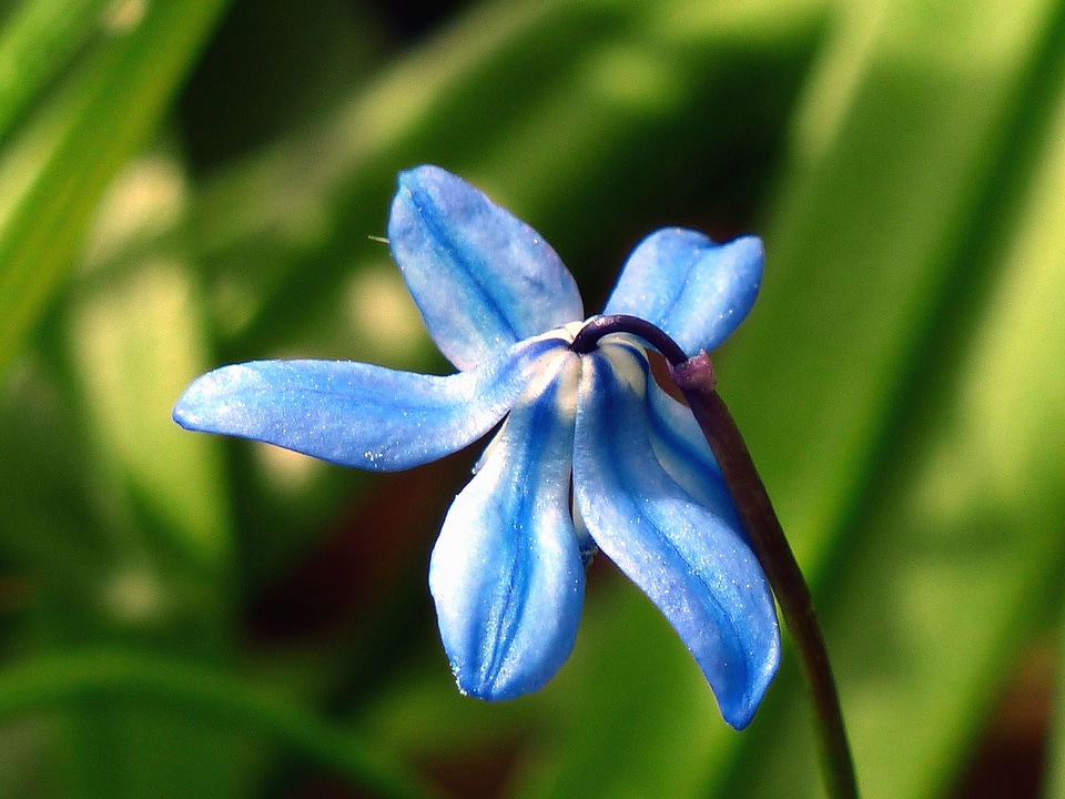 Flower nature petals