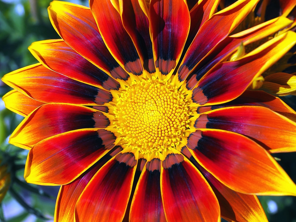 Beautiful Photo flower flowering