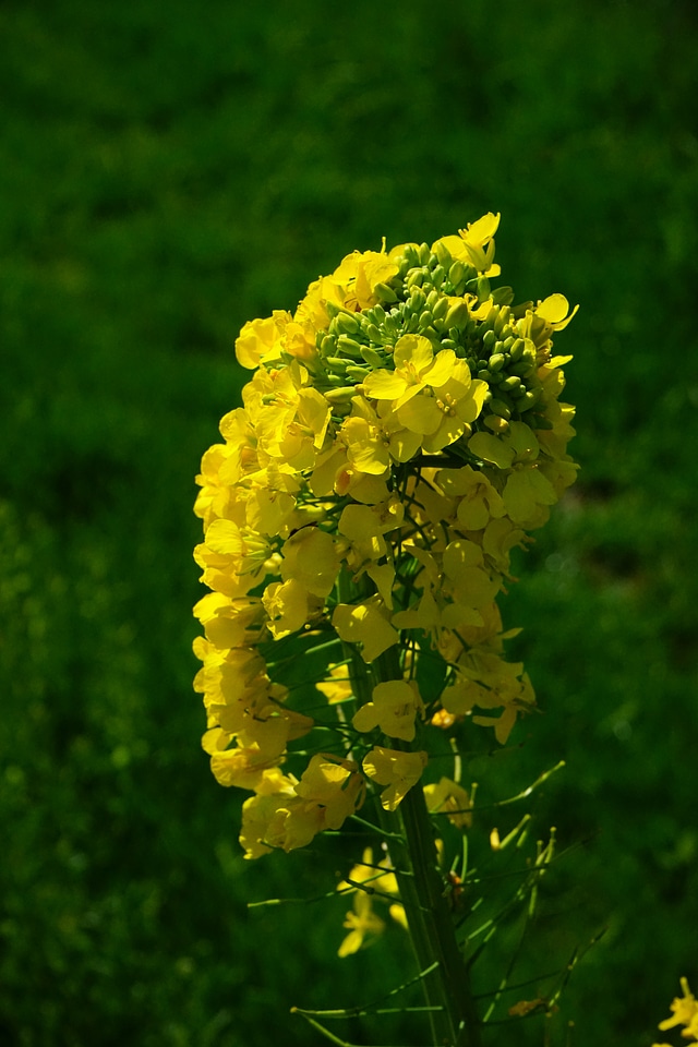 Yellow flowers plant