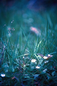 Field flower grass