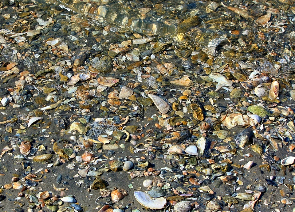 Chesapeake bay shoreline low tide