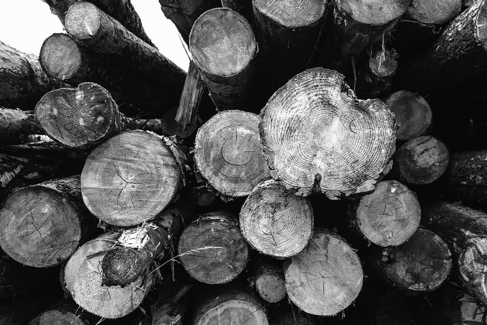 Black And White lumber monochrome