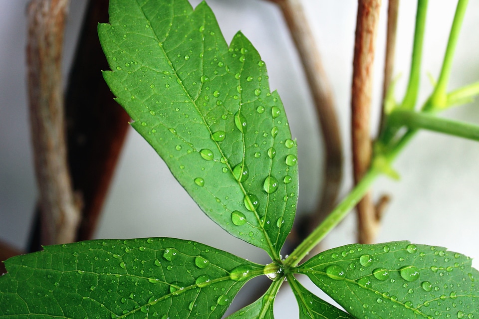 Dew green leaves leaf