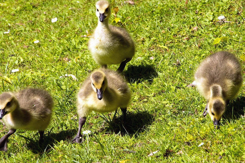 Animals aquatic bird bird family