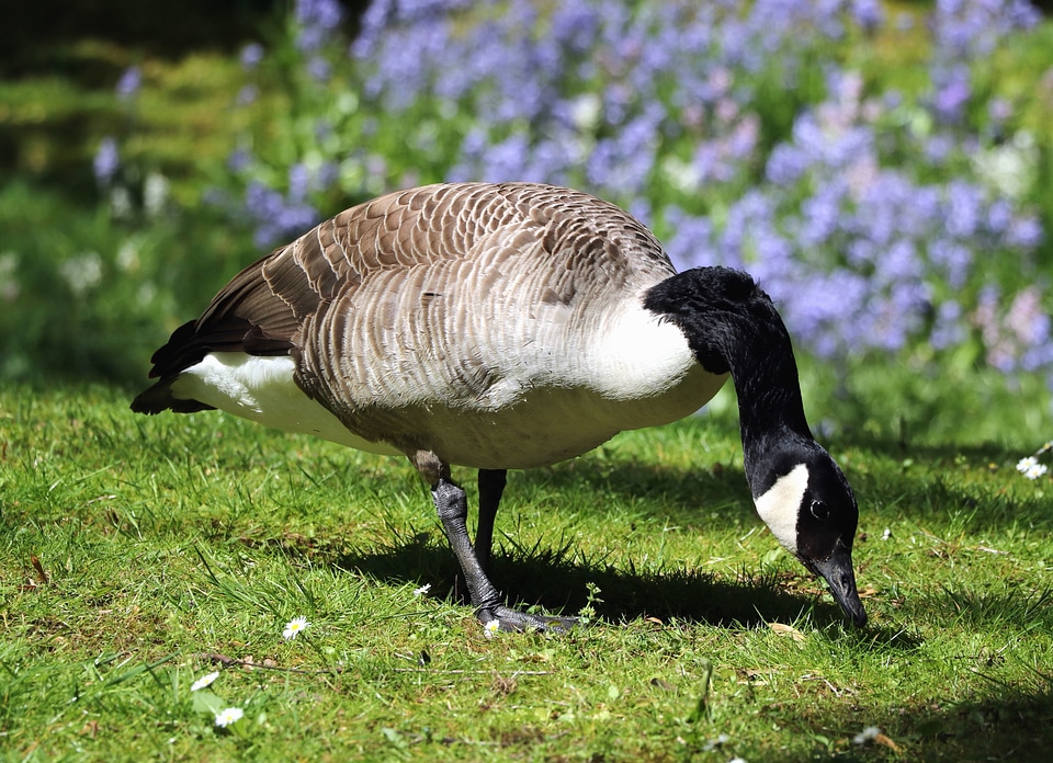 Animals beautiful photo feather