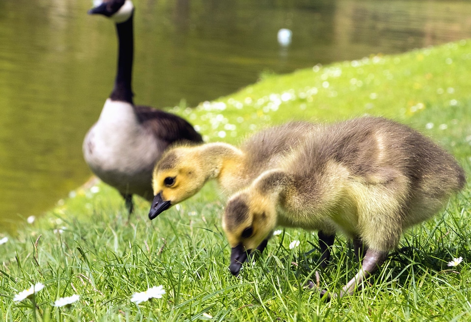 Animals duck ducks