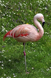 Animals birds flamingo