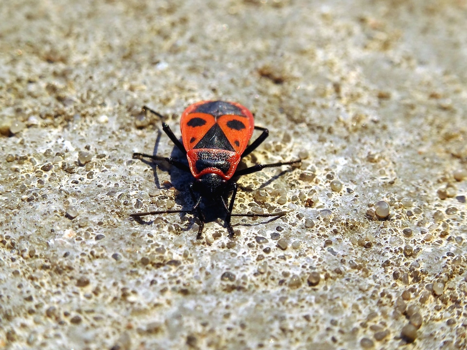 Animals beetle dirt