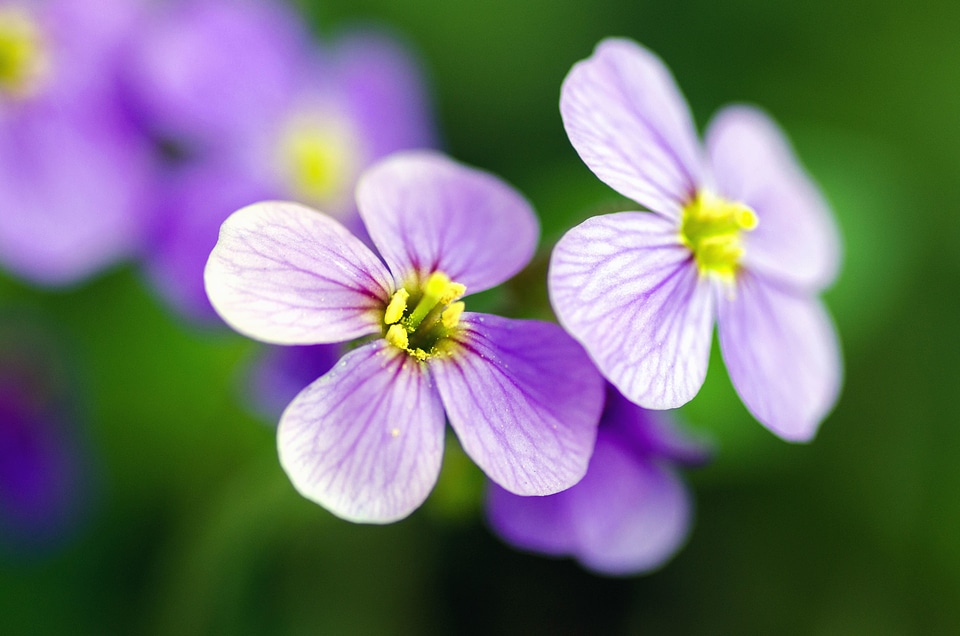 Beautiful bloom blooming