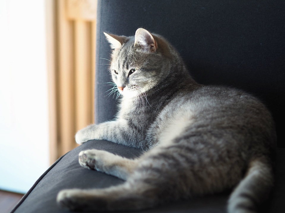 Animal beautiful photo cat