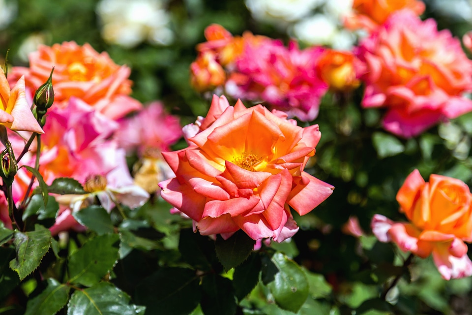 Bloom blossom flora