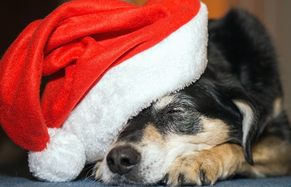 Beautiful Photo canine christmas
