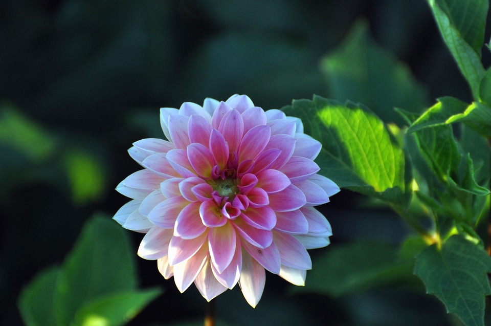 Beautiful Image beautiful photo flower