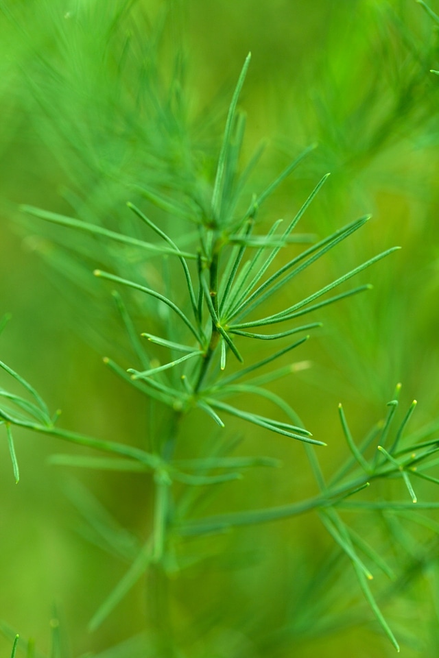 Fresh garden green