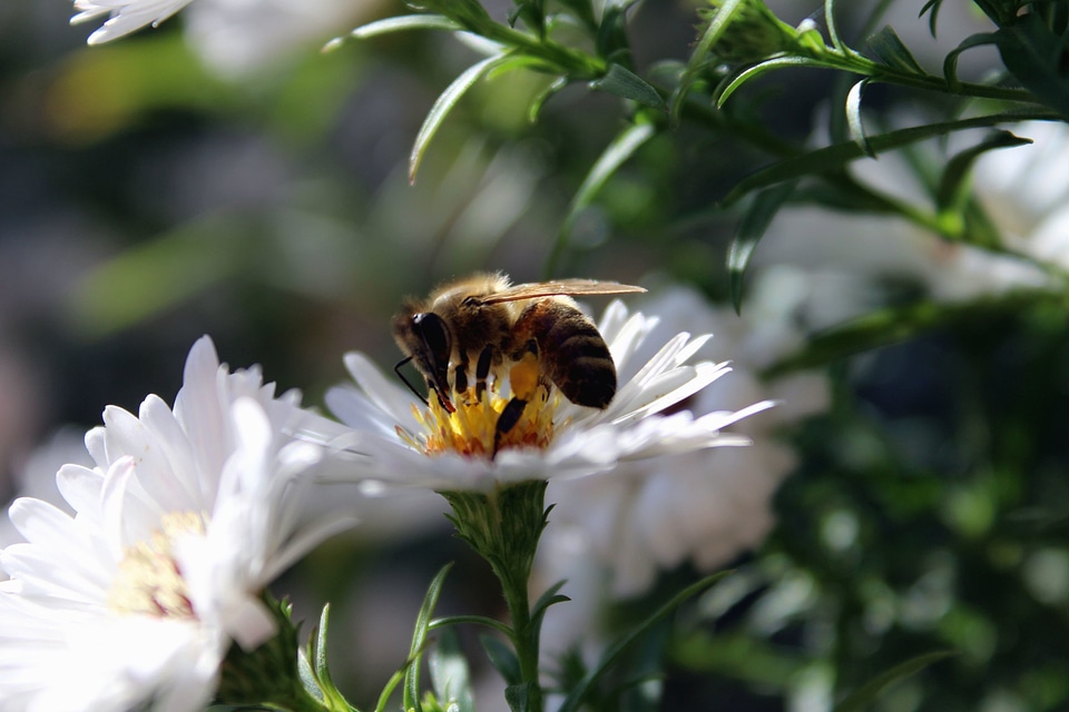 Beautiful beautiful photo bee