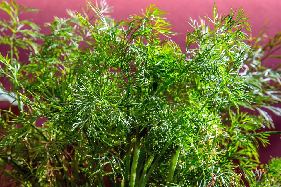 Dill food leaves