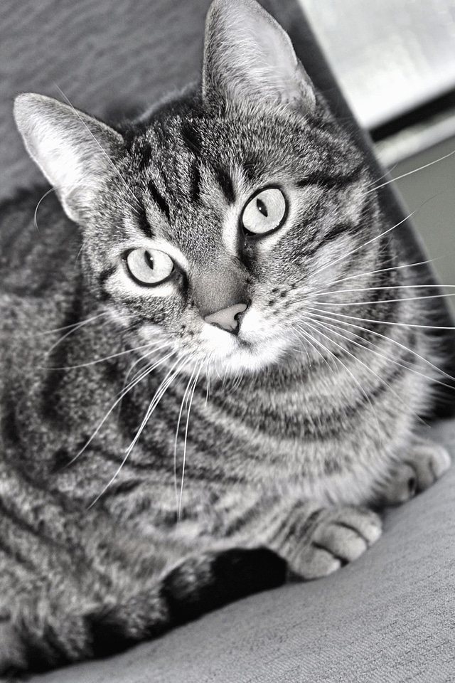 Cat domestic cat eyes